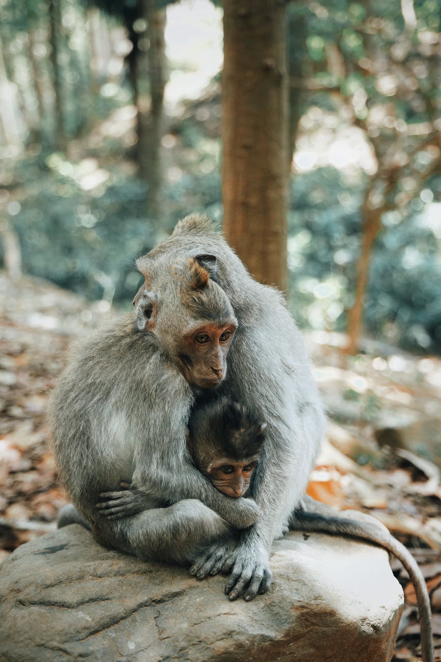 monkeys sitting on rock