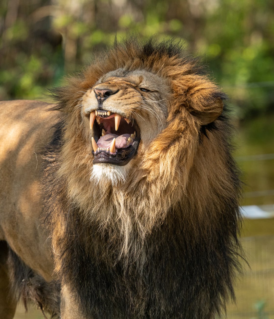 a roaring lion