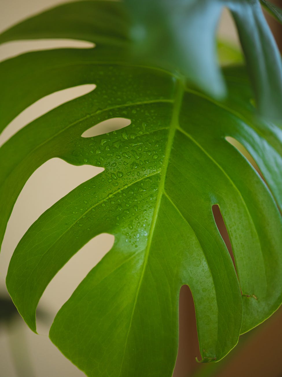 wet monstera leaf in room