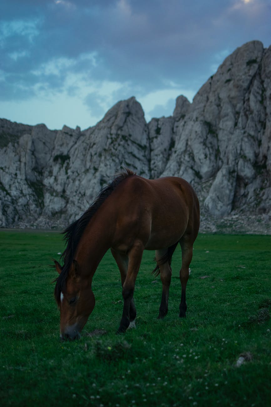 brown horse on green grass field near gray rock formation