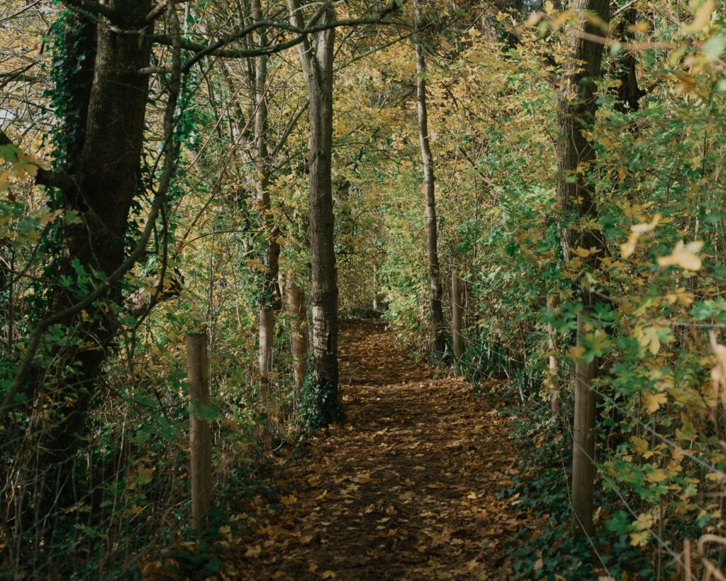 path between autumn trees near fence