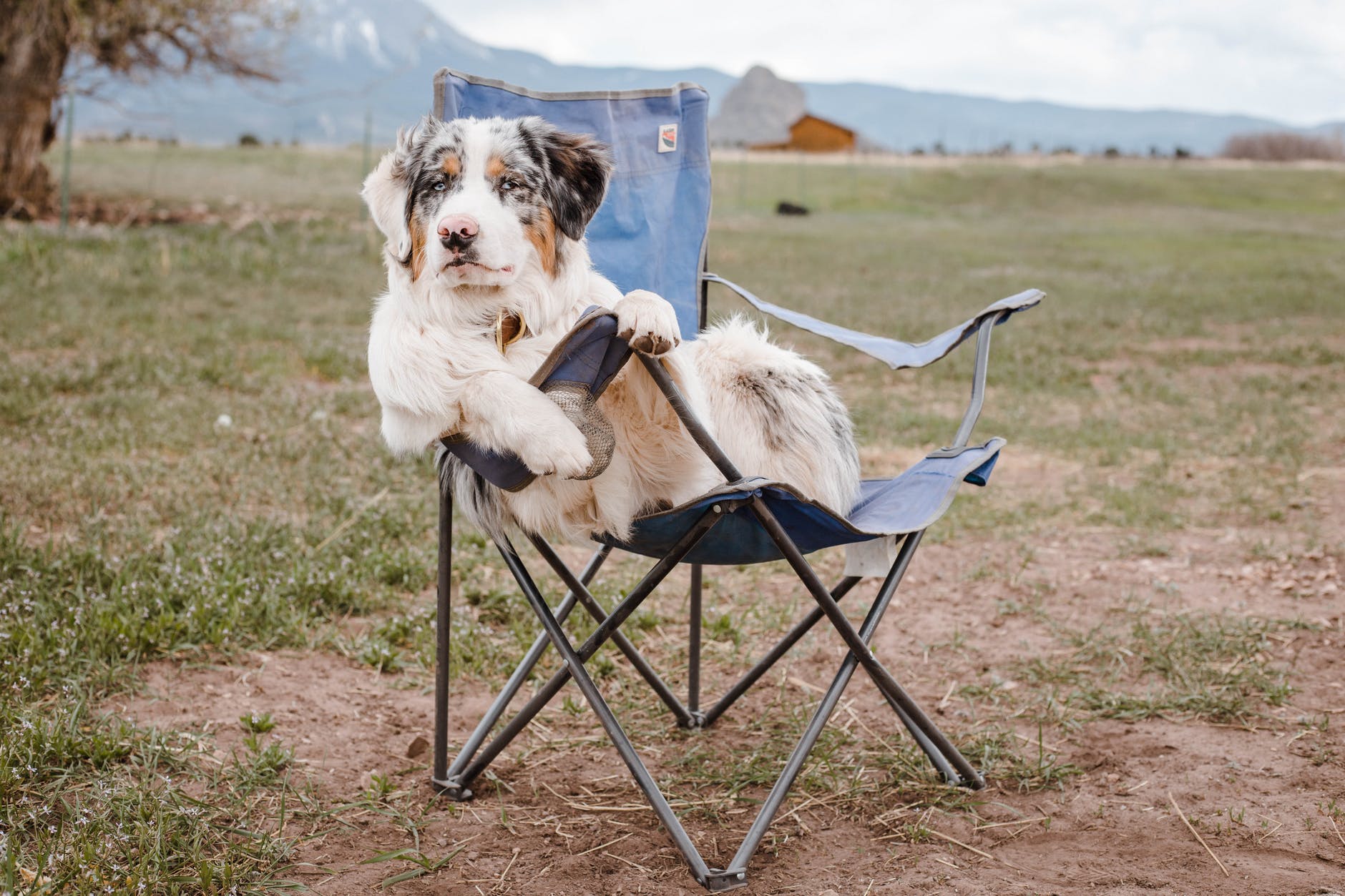 funny australian shepherd sitting on camp chair in mountainous terrain