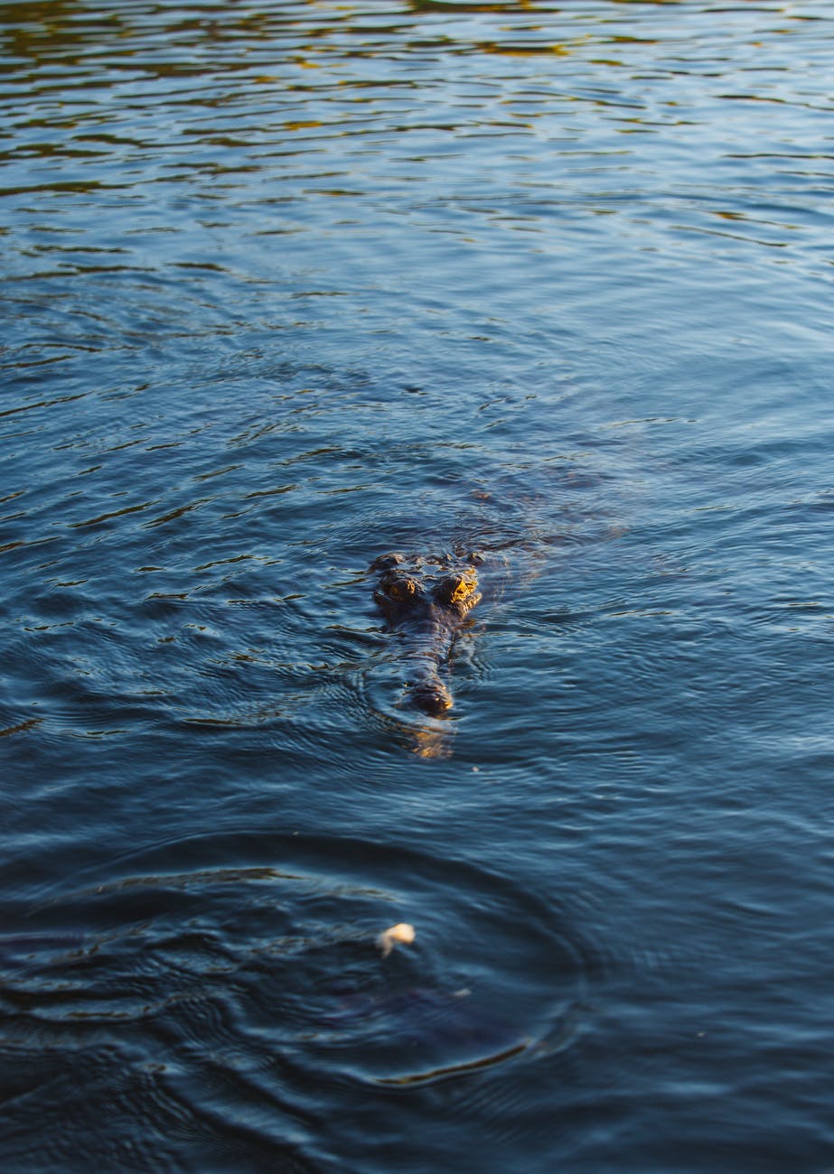 tree trunk in rippled river in daylight