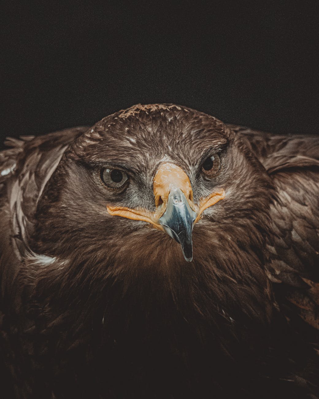 eagle with brown plumage on black background