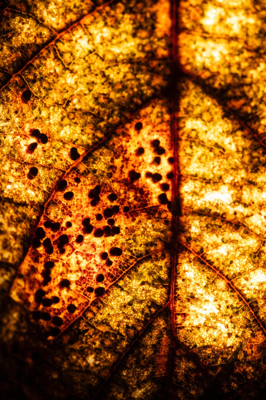 brown leaf with water droplets