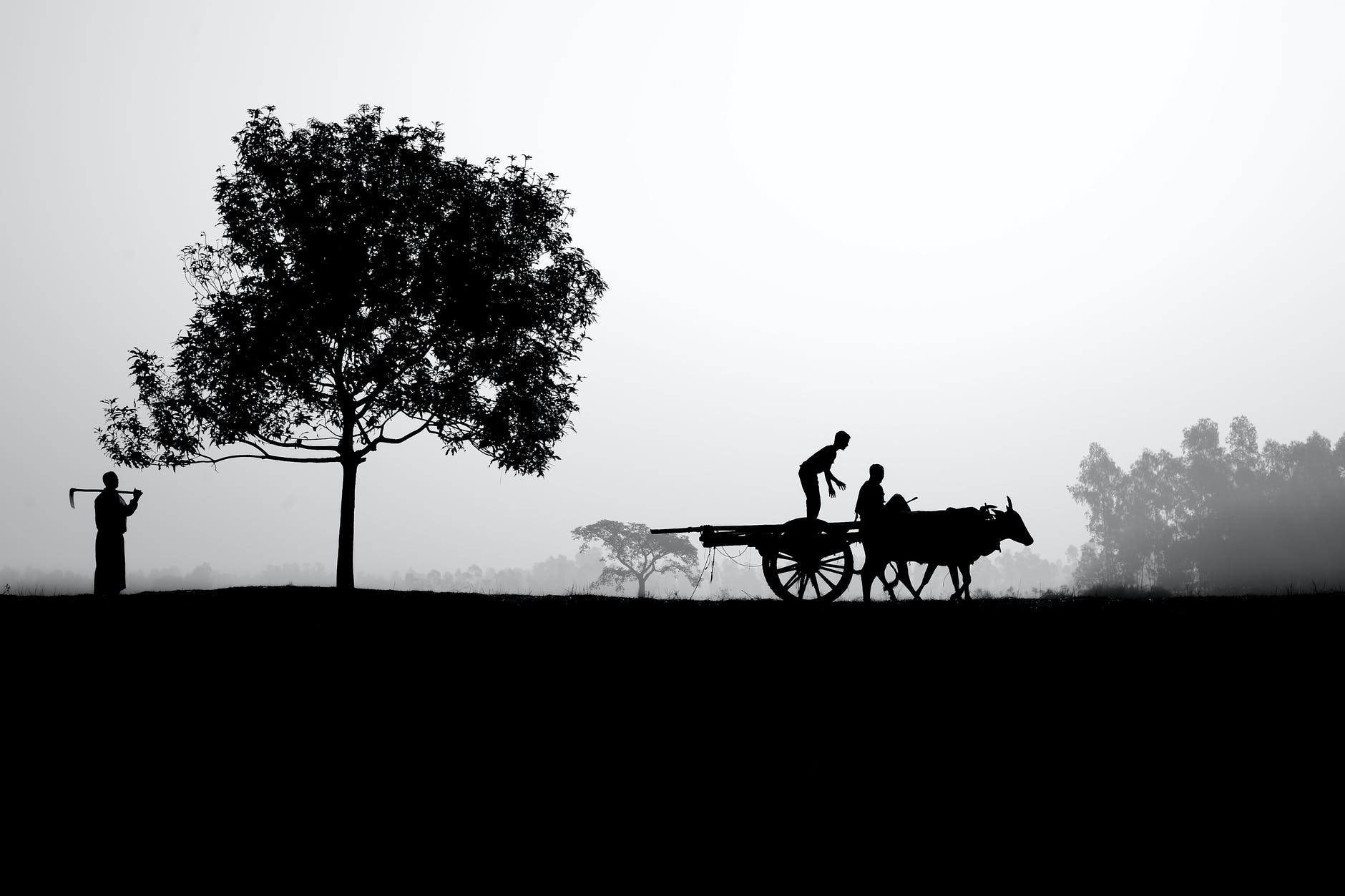 silhouettes of people on cart pulled by mule