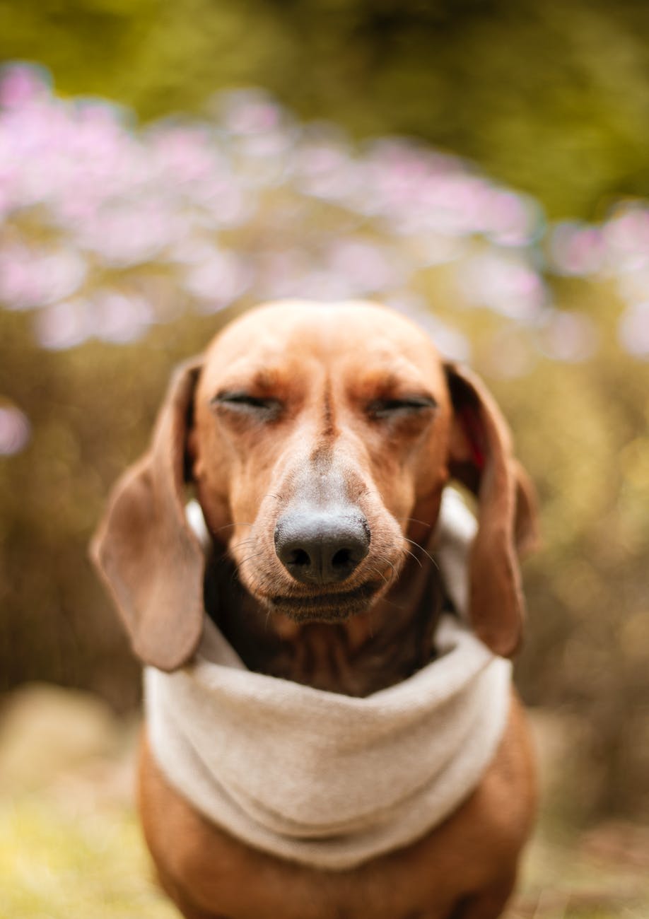 selective focus close up photo of brown dachshund dog with its eyes closed