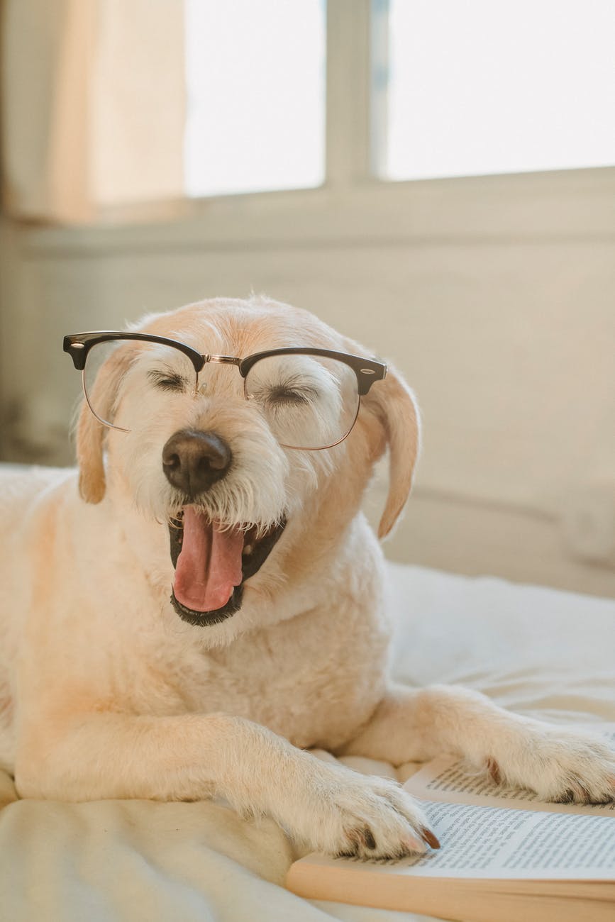 cute dog wearing eyeglasses