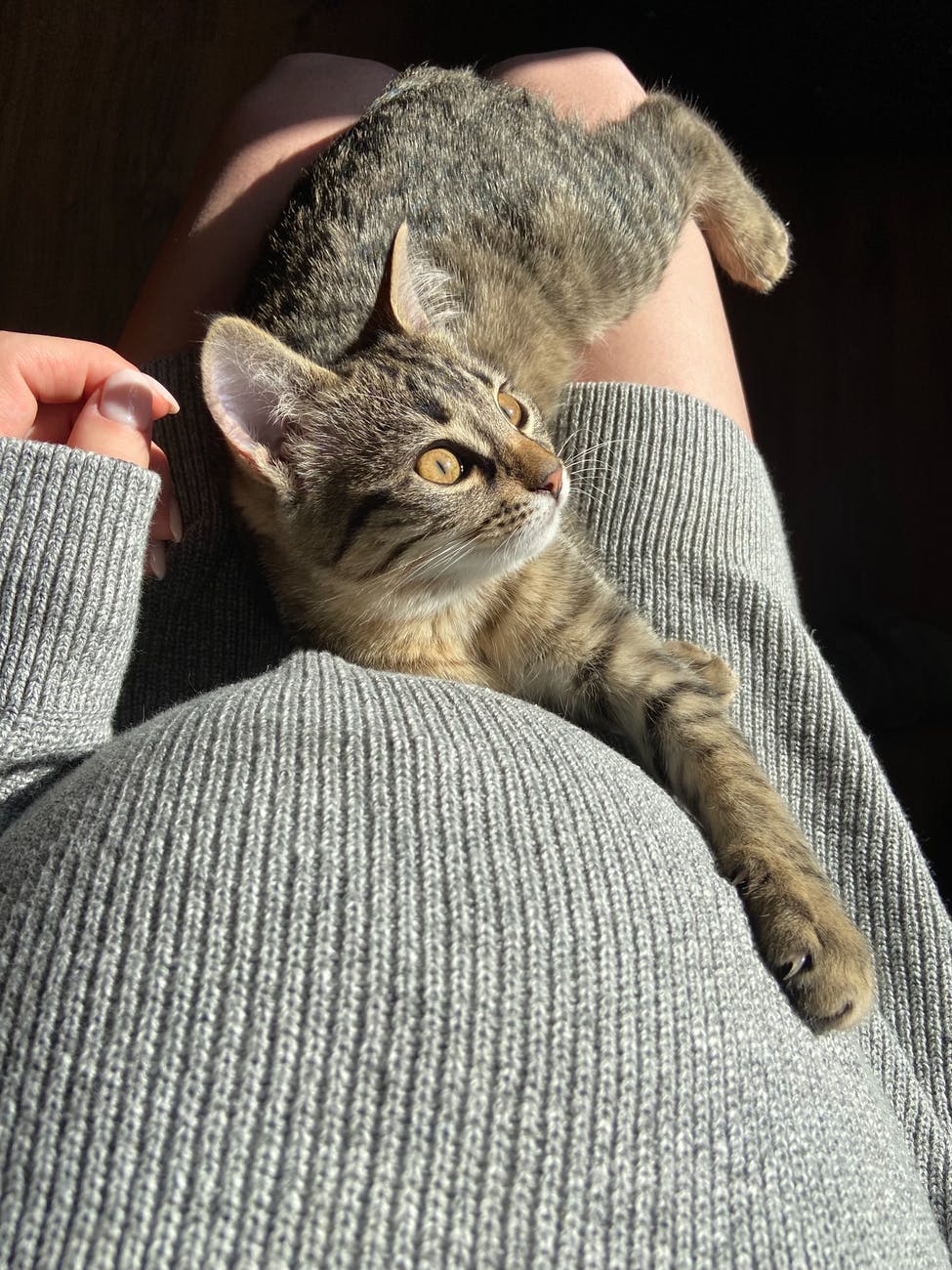 crop pregnant woman caressing cute cat